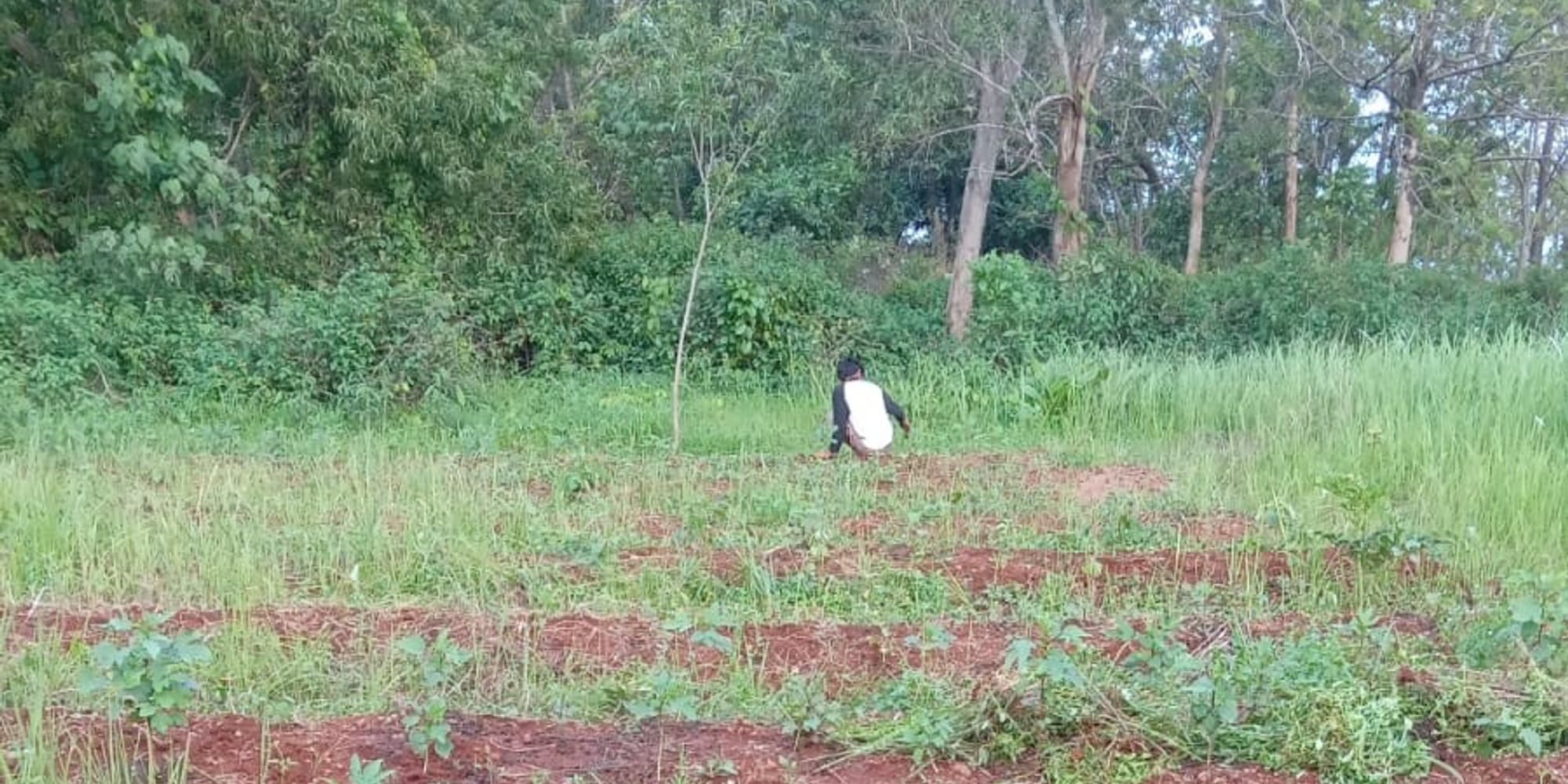 Cover Image for Bertani tanpa olah tanah, mungkinkah?